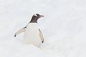 108 Antarctica, Petermann Island, ezelspinguin